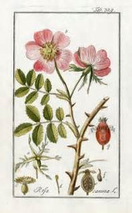 Rose botanical illustration