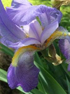 Iris (Orris) Roots in Natural Perfumery