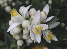 *NEW* NOLA NEROLI | Orange Blossom + Orris | the vintage series | limited microbatch 2025