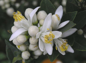 *NEW* NOLA NEROLI | Orange Blossom + Orris | the vintage series | limited microbatch 2025