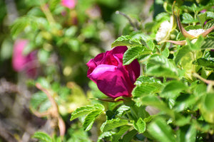 ROSE PETAL GLYCERITE- wild gathered roses - 2023 harvest