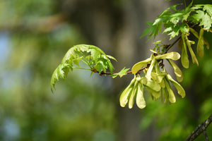 SAMARA - Natural Botanical Perfume - The Unfurling of Spring