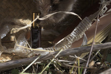 SOFT ANIMAL ™| Primal Skin Scent | Natural Animalic Perfume | Floral Musk Chypre