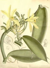 VANILLA DREAM - Luxurious Handcrafted Face Cream - triple vanilla bean, shea, camellia, calendula ....