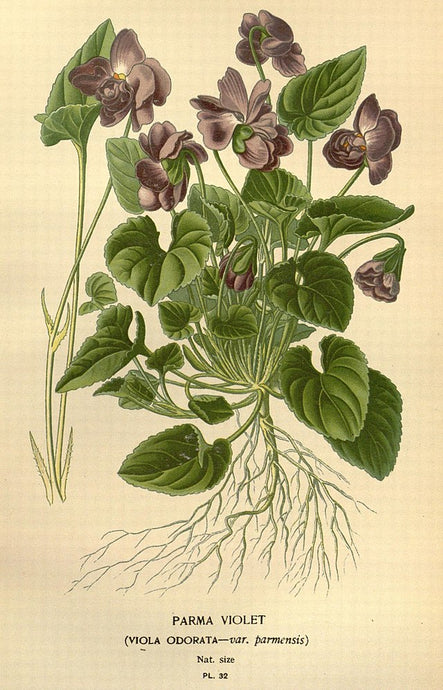 VINTAGE VIOLET - Natural Botanical Perfume - Mysterious Ways . Green Chypre - *PREORDER . RETURN Batch 2025