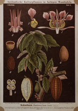 Cacao botanical illustration, chocolate, cocoa