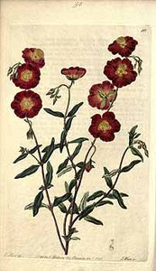 Labdanum, Rock Rose, Cistus, Perfume Ingredients, Botanical Illustration