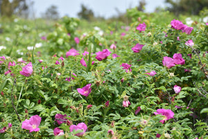 RAINWATER ROSE - Natural Botanical Eau de Toilette | Fresh Blooming Roses hand gathered at the Ocean