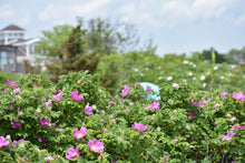 ROSE PETAL GLYCERITE- wild gathered roses - 2023 harvest