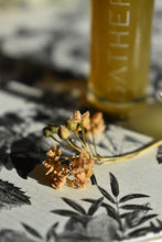 BOTANY'S DAUGHTER - Natural Botanical Perfume - The Plant Lovers' Fragrance