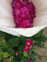 Rainwater Rose botanical perfume by Gather, natural wild rose fragrance, rosa rugosa