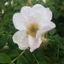 Rainwater Rose botanical perfume by Gather, natural wild rose fragrance