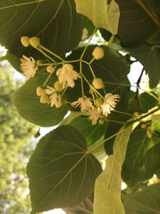 Linden Flower, Tilia Blossom, Gather perfume, Botany's Daughter