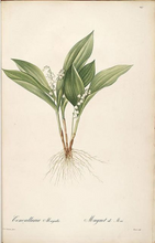 SPRING EPHEMERAL - The Uncaptured Flowers - Natural Botanical Perfume