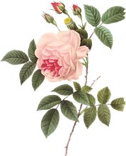 Vintage Rose Botanical Illustration