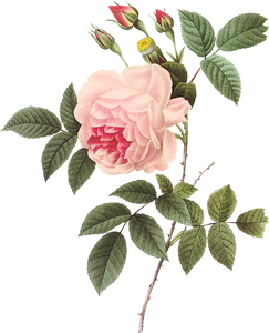 Vintage Rose Botanical Illustration