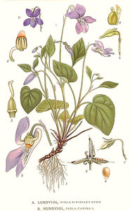 Vintage Violet Botanical Plate Illustration