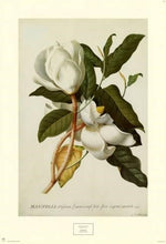 GEORGIA MORNING | Natural Botanical Perfume | Sunshowers, Lilies, Southern Magnolia Landscape