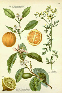 HAPPY PLACE - Aromatherapy Spray - Lemon Verbena, White Sage, Ylang Ylang, Neroli, Yuzu