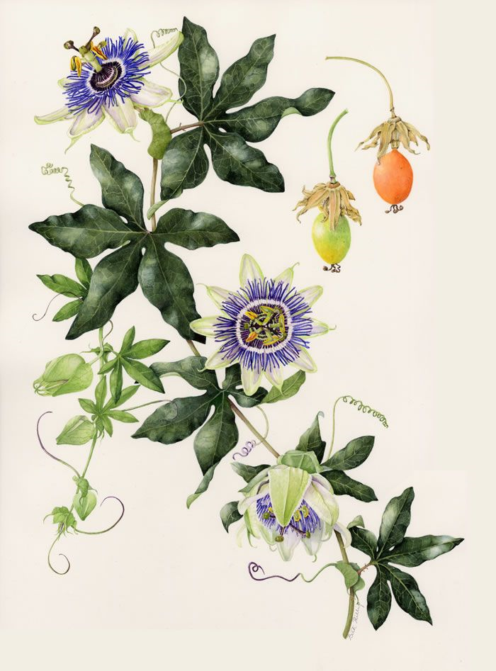PASSIONFLOWER | Perfume of Perfume | collected treasures through creating (Millefleur #3)