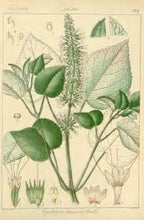 CALIFORNIA CANYON - Natural Botanical Perfume - Topanga in Birkenstocks / Desert SW Edition 2019