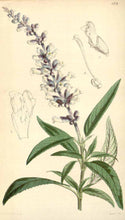 BLUE CHAMOMILE + WHITE SAGE - Balance + Purify | Aromatic Botanical Beauty Balm